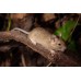 Ardilla Degú dorada - octodon degus